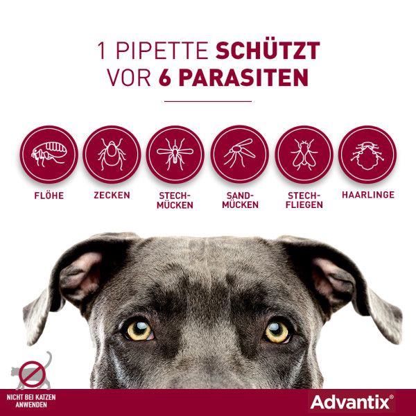 ADVANTIX Spot-on Lsg.z.Auftr.a.d.H.f.Hund bis 4 kg ADVANTIX Spot-on Lsg.z.Auftr.a.d.H.f.Hund bis 4 kg