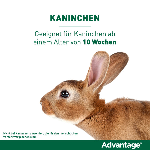 ADVANTAGE 80 mg f.gr.Katzen u.gr.Zierkaninchen ADVANTAGE 80 mg f.gr.Katzen u.gr.Zierkaninchen