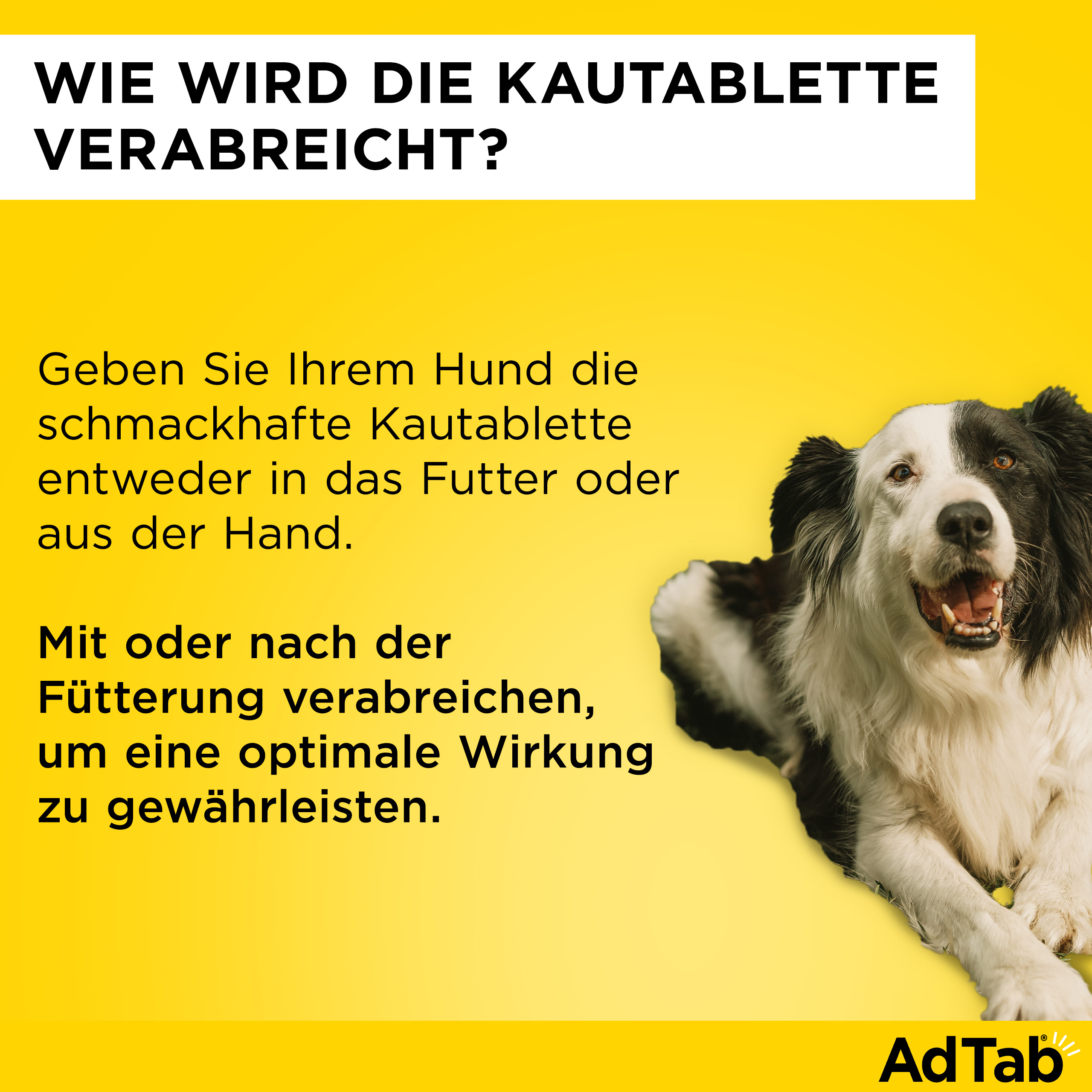 ADTAB 900 mg Kautabletten für Hunde >22-45 kg ADTAB 900 mg Kautabletten für Hunde >22-45 kg