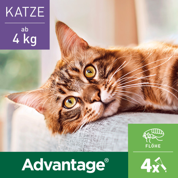 ADVANTAGE 80 mg f.gr.Katzen u.gr.Zierkaninchen ADVANTAGE 80 mg f.gr.Katzen u.gr.Zierkaninchen