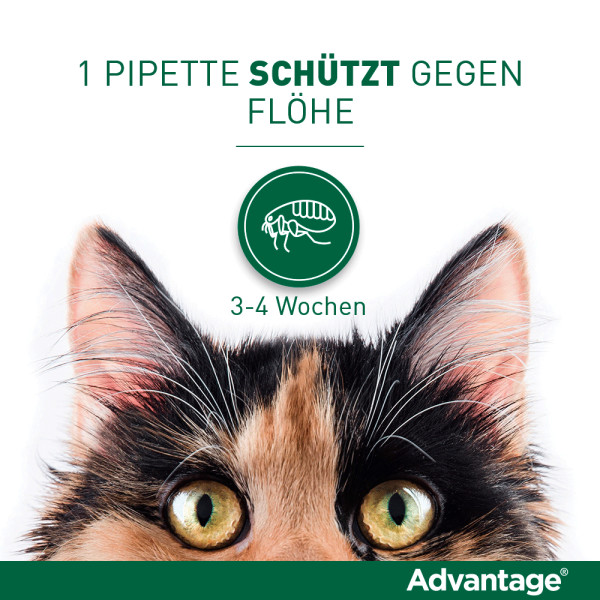 ADVANTAGE 80 mg f.gr.Katzen u.gr.Zierkaninchen ADVANTAGE 80 mg f.gr.Katzen u.gr.Zierkaninchen