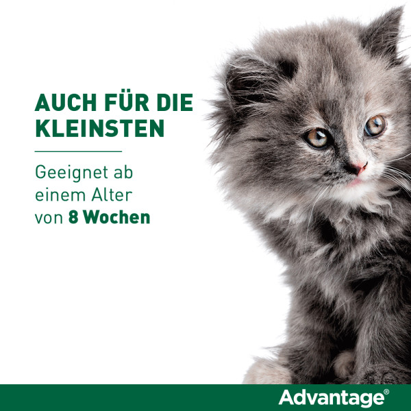 ADVANTAGE 80 mg f.gr.Katzen u.gr.Zierkaninchen ADVANTAGE 80 mg f.gr.Katzen u.gr.Zierkaninchen