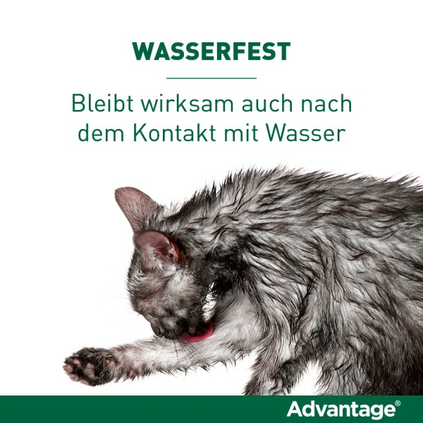 ADVANTAGE 80 mg f.gr.Katzen u.gr.Zierkaninchen ADVANTAGE 80 mg f.gr.Katzen u.gr.Zierkaninchen
