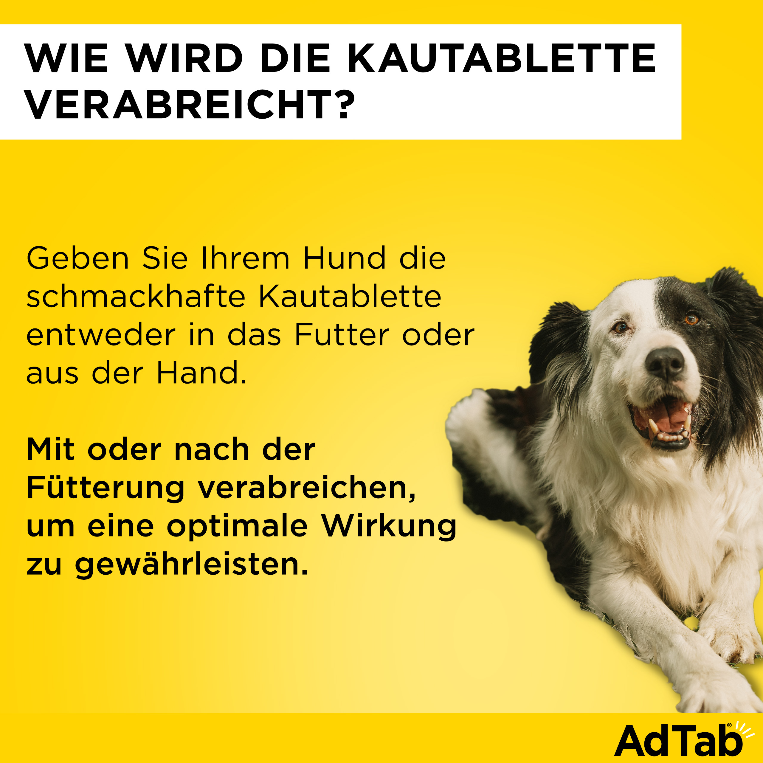 ADTAB 225 mg Kautabletten für Hunde >5,5-11 kg ADTAB 225 mg Kautabletten für Hunde >5,5-11 kg
